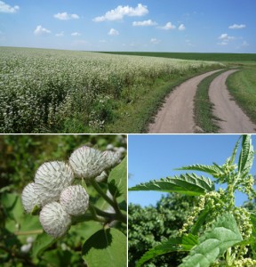 Полями, лугами...