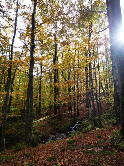 осінь в лісі